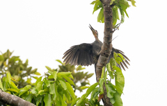 Mulleripicus pulverulentus