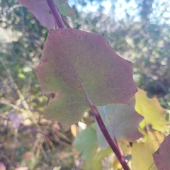 Roldana sessilifolia