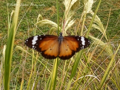 Danaus petilia
