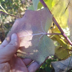 Roldana sessilifolia