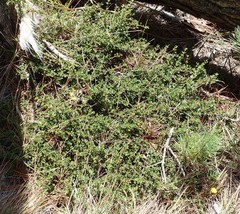 Ceanothus gloriosus gloriosus