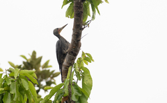 Mulleripicus pulverulentus