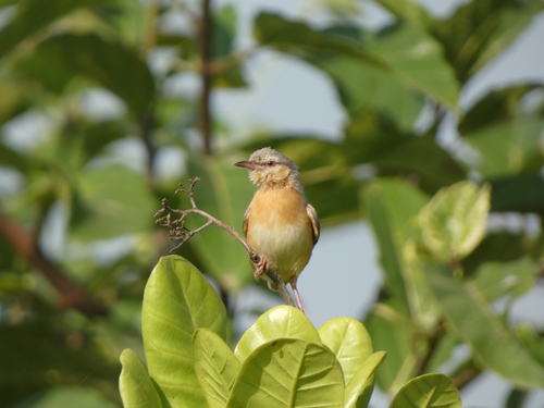 Northern Crombec (Sylvietta brachyura), photo 2