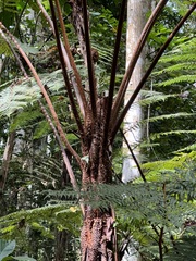 Cyathea manniana