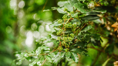 Heptapleurum heptaphyllum