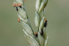 Urochloa glumaris