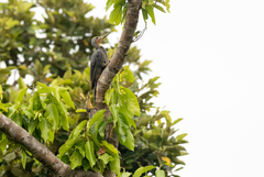 Mulleripicus pulverulentus