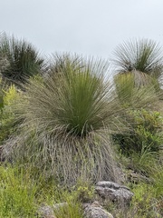 Xanthorrhoea preissii