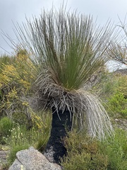 Xanthorrhoea preissii