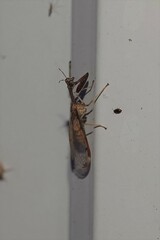 Dicromantispa interrupta