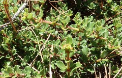 Ceanothus gloriosus gloriosus