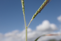 Dichanthium aristatum