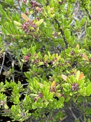 Dodonaea ceratocarpa