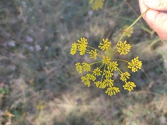 Peucedanum tauricum