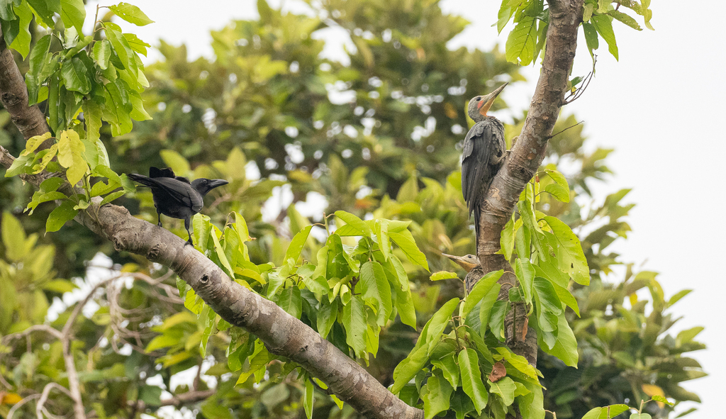 Palawan Crow