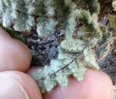 Myriopteris parryi