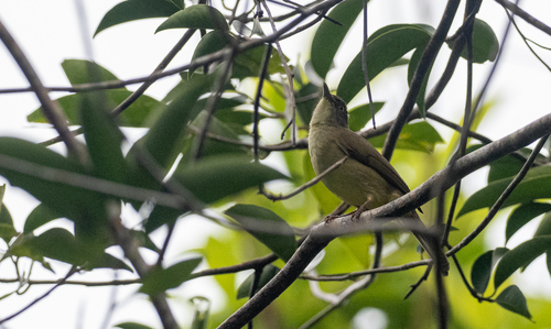 Sulphur-bellied Bulbul (Iole palawanensis), photo 5