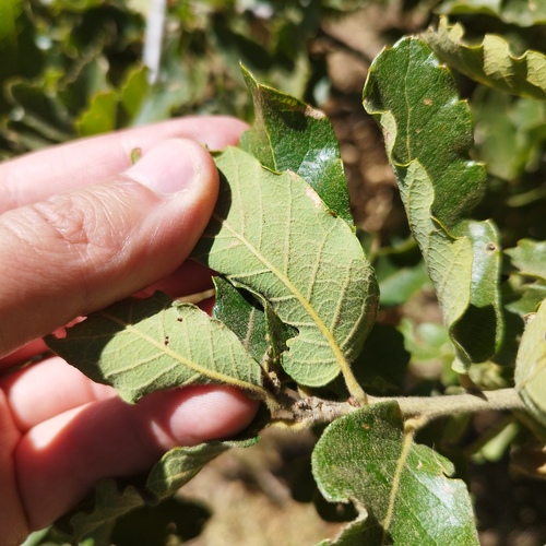 Quercus potosina