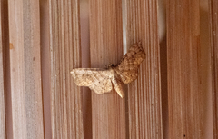 Thyrididae