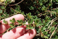 Ceanothus gloriosus gloriosus