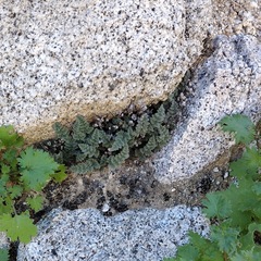 Myriopteris parryi