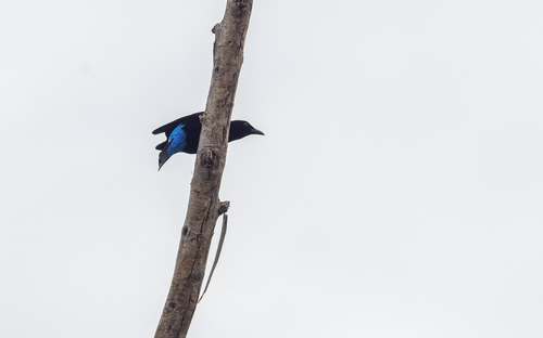 Palawan Fairy-bluebird (Irena tweeddalii), photo 7