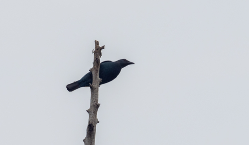 Palawan Fairy-bluebird (Irena tweeddalii), photo 8