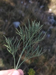 Peucedanum tauricum