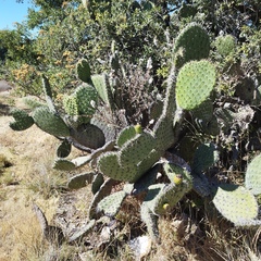 Opuntia streptacantha