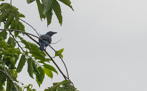 Palawan Fairy-bluebird (Irena tweeddalii), photo 9