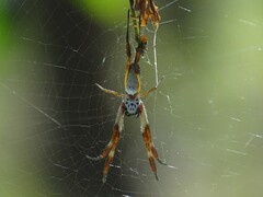 Trichonephila edulis