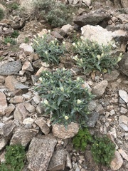 Mentzelia involucrata