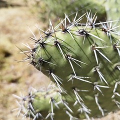 Opuntia streptacantha