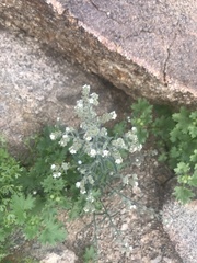 Johnstonella angustifolia