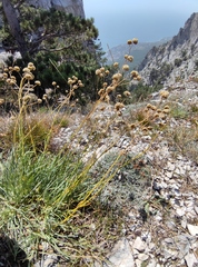 Gypsophila pallasii