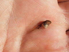 Scinax