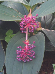 Medinilla magnifica