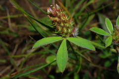 Trifolium striatum
