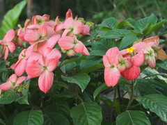 Mussaenda