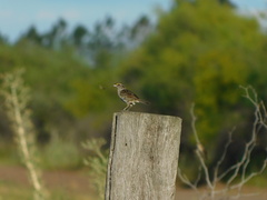 Ammodramus humeralis