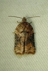 Acleris braunana