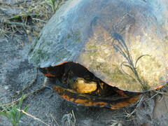 Trachemys dorbigni