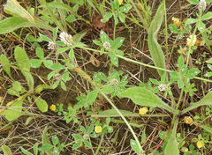 Trifolium striatum