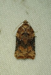 Acleris braunana