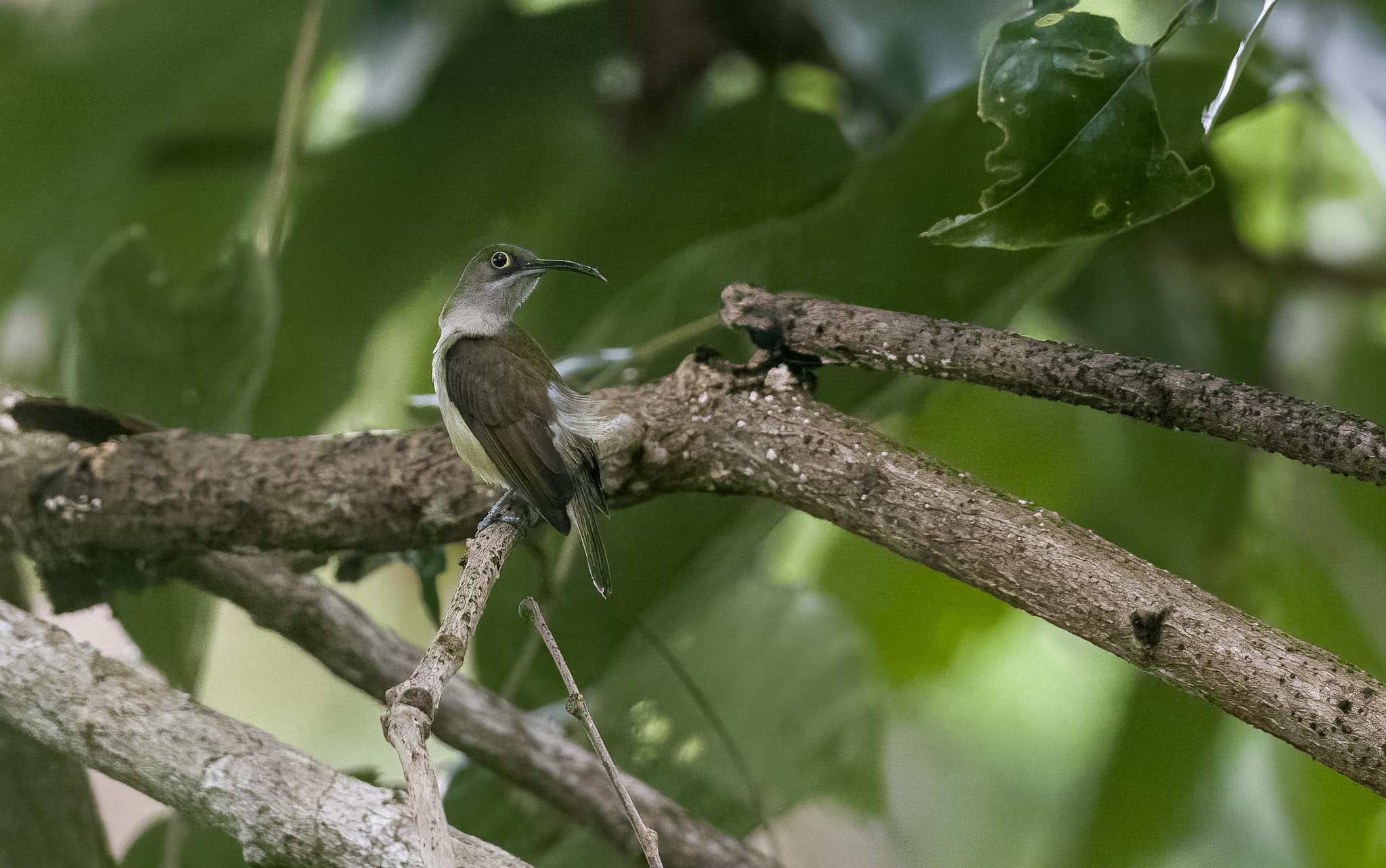 Pale Spiderhunter (Arachnothera dilutior), photo 4