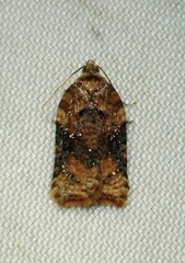 Acleris braunana