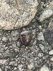 Eysarcoris distinctus
