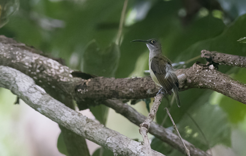 Pale Spiderhunter (Arachnothera dilutior), photo 9