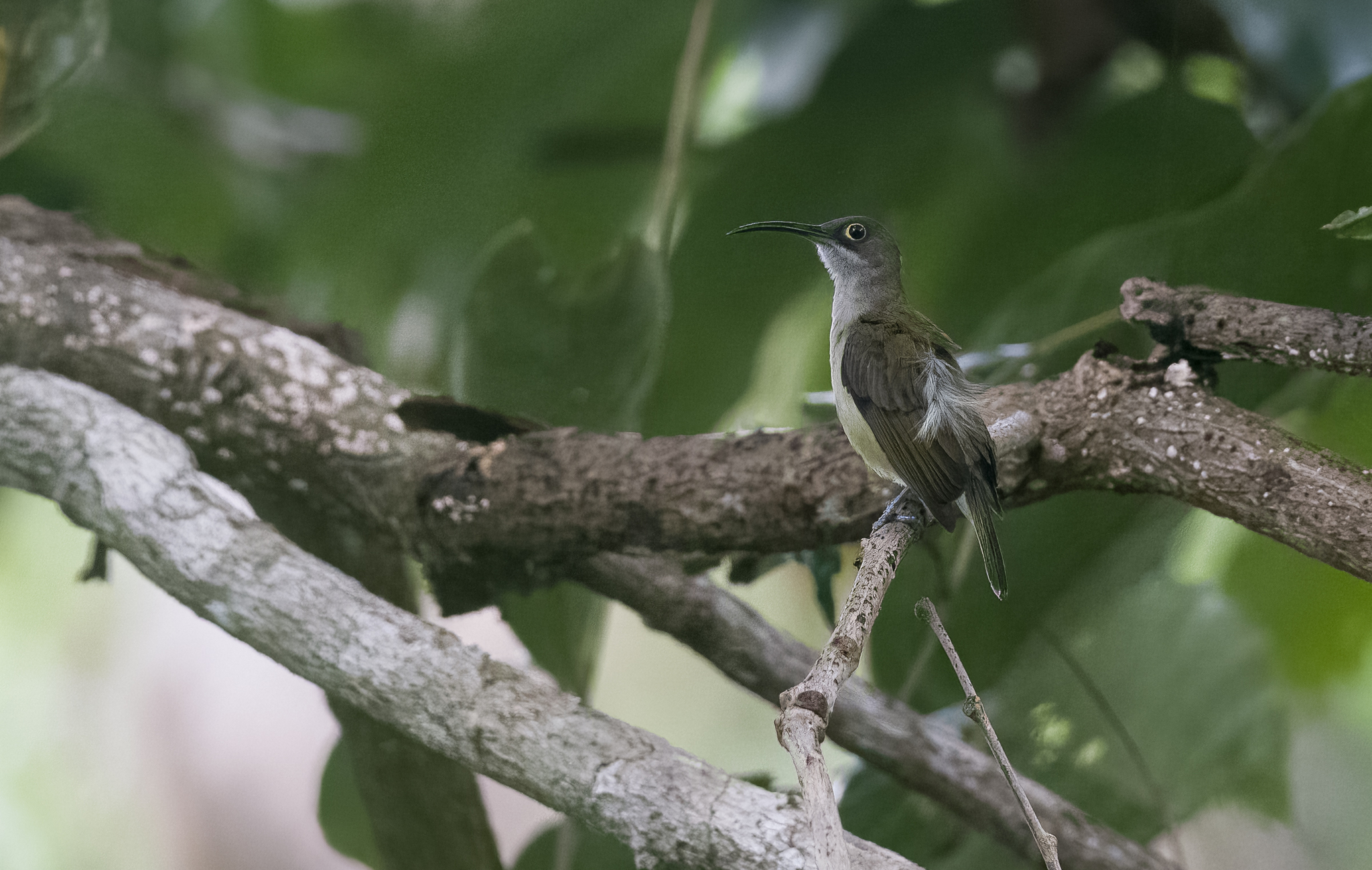 Pale Spiderhunter (Arachnothera dilutior), photo 10