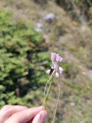 Allium paniculatum
